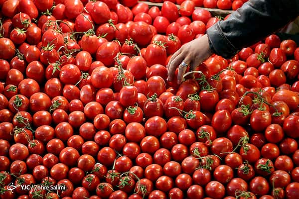 تصویر 5 از قیمت رب گوجه فرنگی فله + خرید باور نکردنی